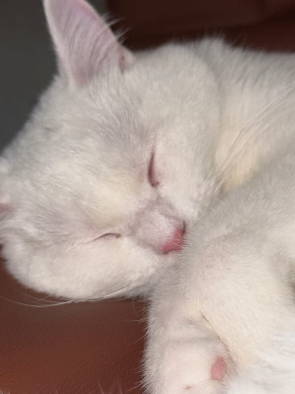 White cat napping on leather, shot from multiple close angles