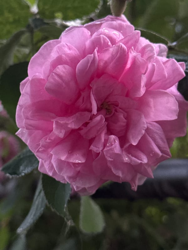 Rainy afternoon in Ufa: gardens, forest roads, and home life