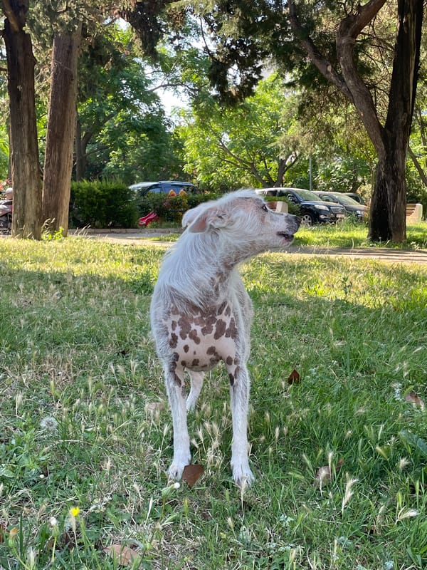 Unusual dog spotted in Bar Montenegro park