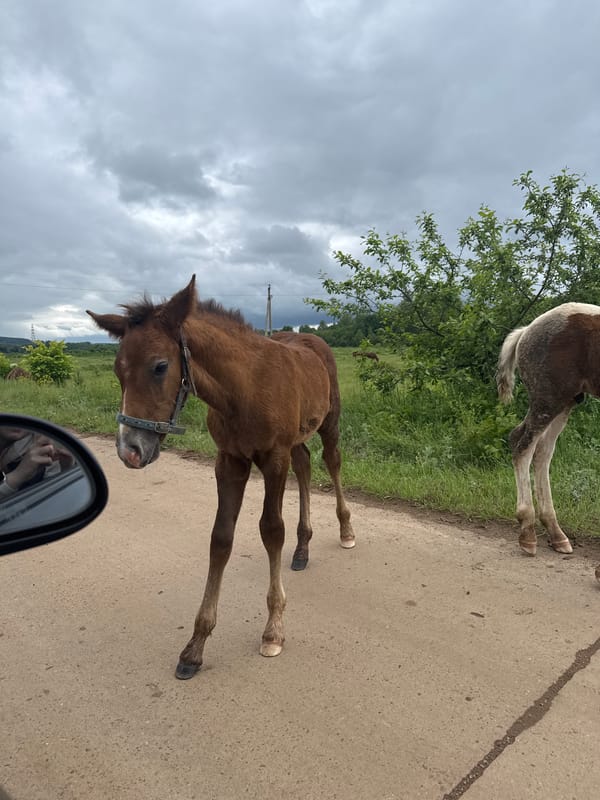 Rural scenes documented in Noviy, Russia: road travel, grazing horse