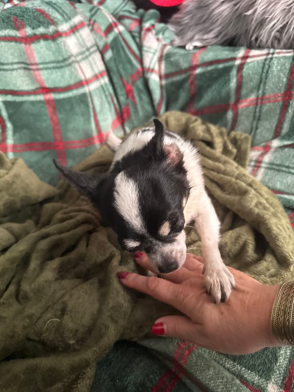 Quiet morning documented: pets, meals, plants in Dutch village