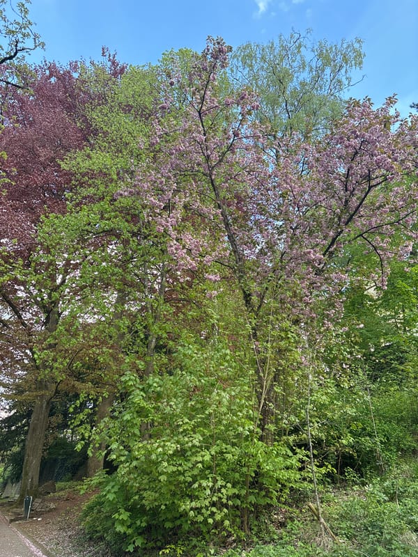 Spring afternoon moments captured across Luxembourg City parks
