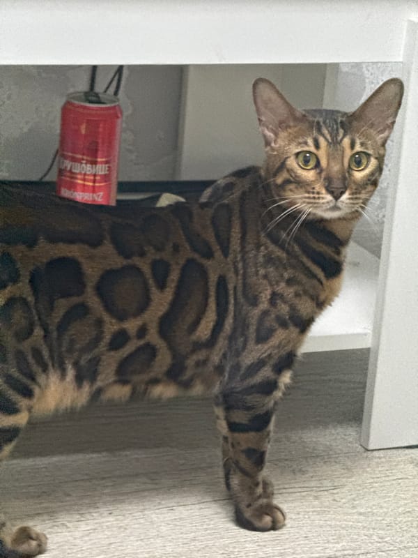 Chill evening at home with a Bengal cat and punk beer