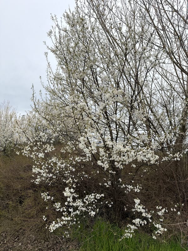 Spring dog walk captured in rural Chirpan, Bulgaria