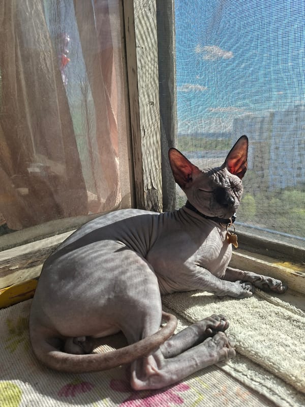 Sphynx cats lounge on Moscow windowsills on a sunny afternoon