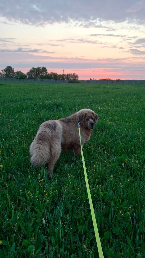 Dog on leash spotted resting in grass in Timmolovo