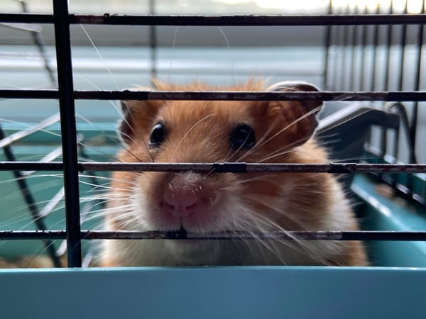 Hamster cage close-ups and sunny indoor portraits at home