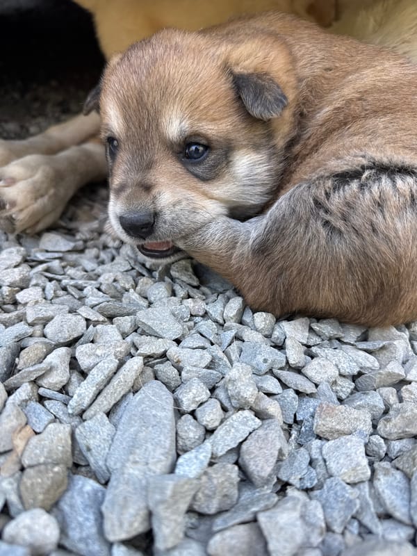 Puppy resting on gravel in rural Russia