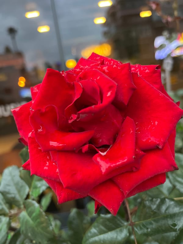 Red rose with water droplets photographed in Alanya