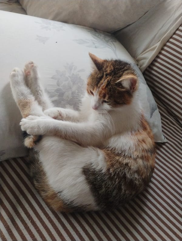 Calico cat rests on floral pillow in Bulgaria