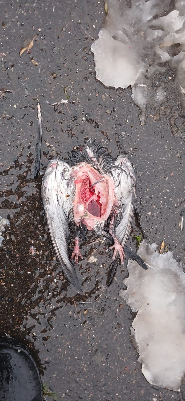 Kazan residents document wet evening street scenes, deceased bird