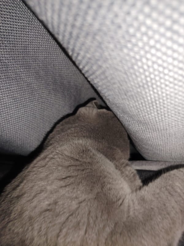 Gray cat camouflaged in matching gray sofa fabric, Homyel