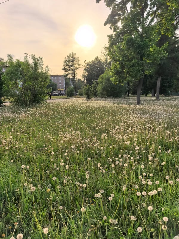 Child with blue bicycle spotted in Sterlitamak dandelion fields