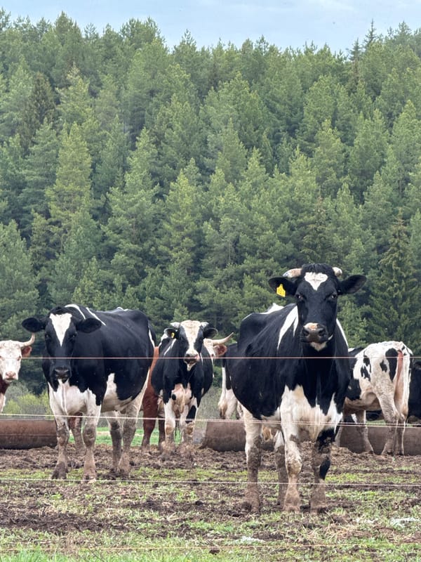 Cattle herd grazes in muddy Russian pasture near forest