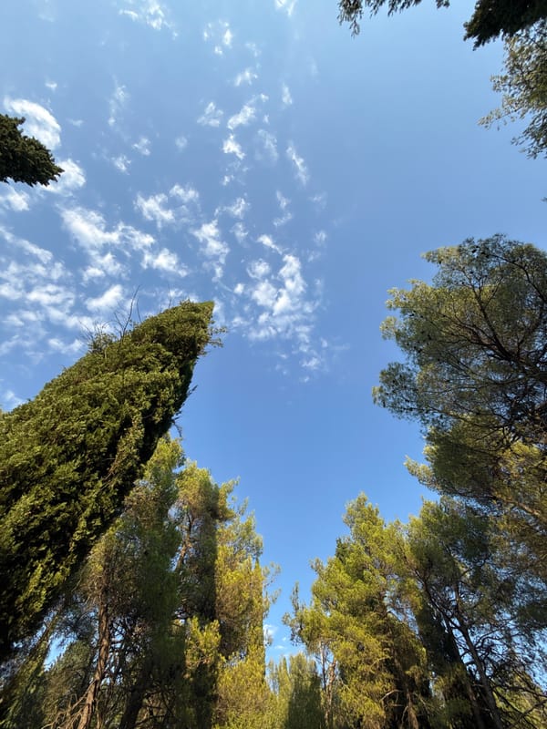 Hillside park walk with city views, pines, and local wildlife