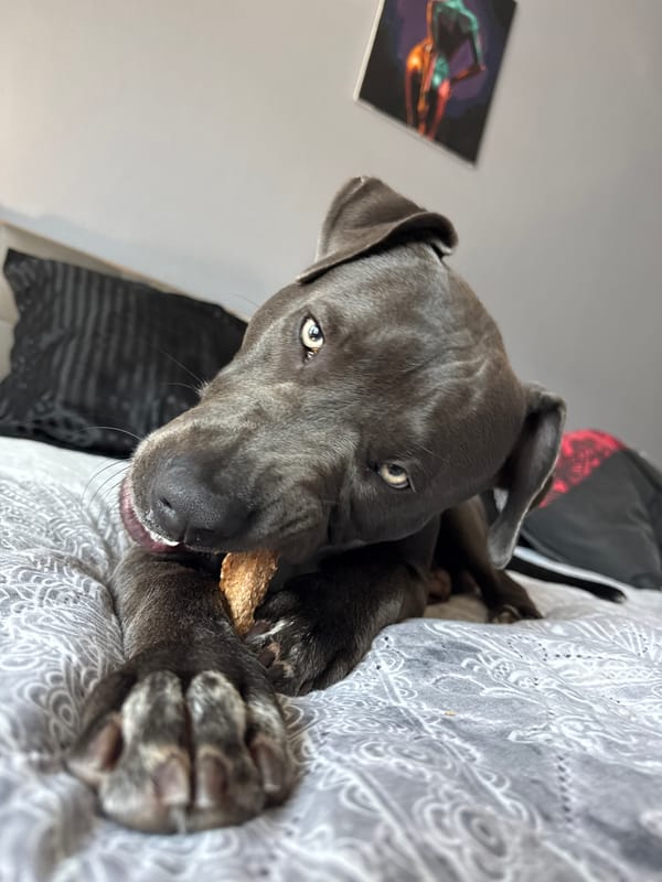 Grey pit bull chills with a treat on a Varna couch