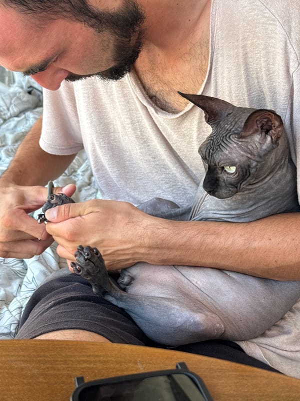 Trimming cat nails on an outdoor couch, one minute of grooming