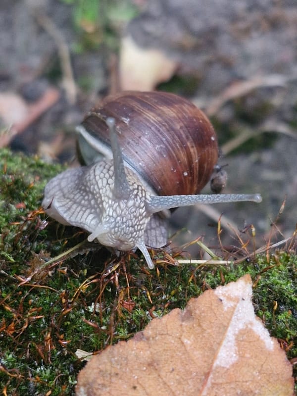 Garden snail crawling across moss in Klaipėda