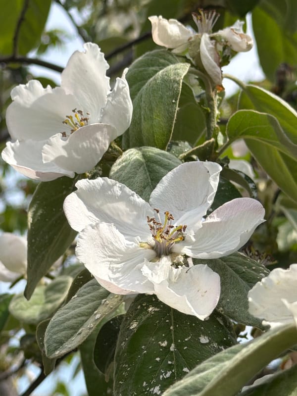 Woman poses with blooming white flowers in Rossiyskiy, Russia
