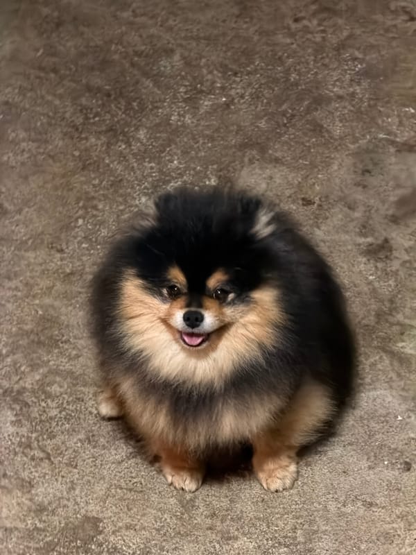 Person pets Pomeranian dogs at Bulgarian animal enclosure