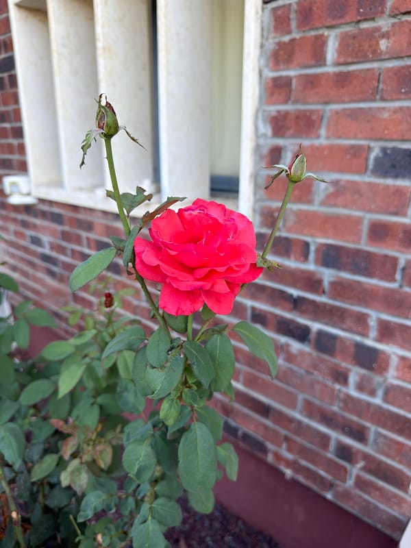 Roses in bloom in a Gedera garden