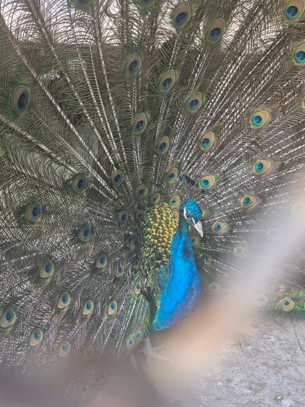 Morning park life in Kropyvnytskyi: peacocks, pigeons, and pathways