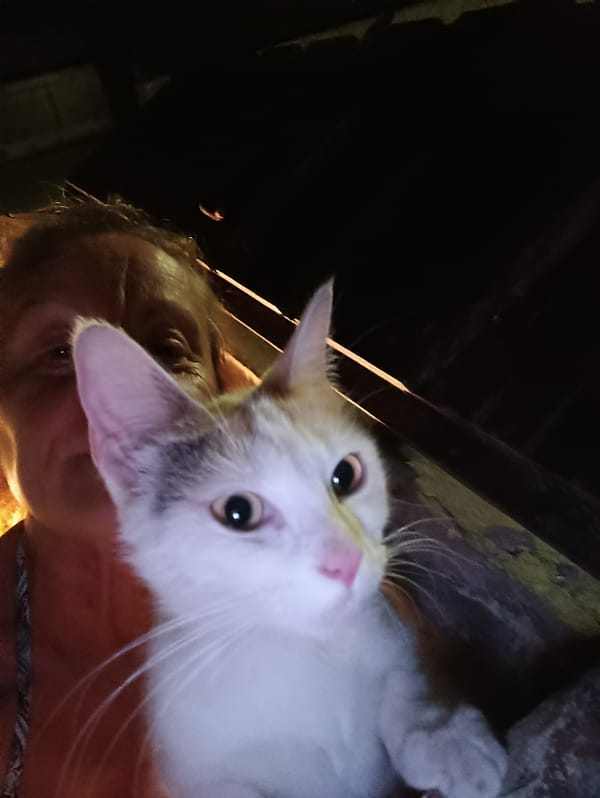 Cat spotted in multiple indoor locations in Viadana building