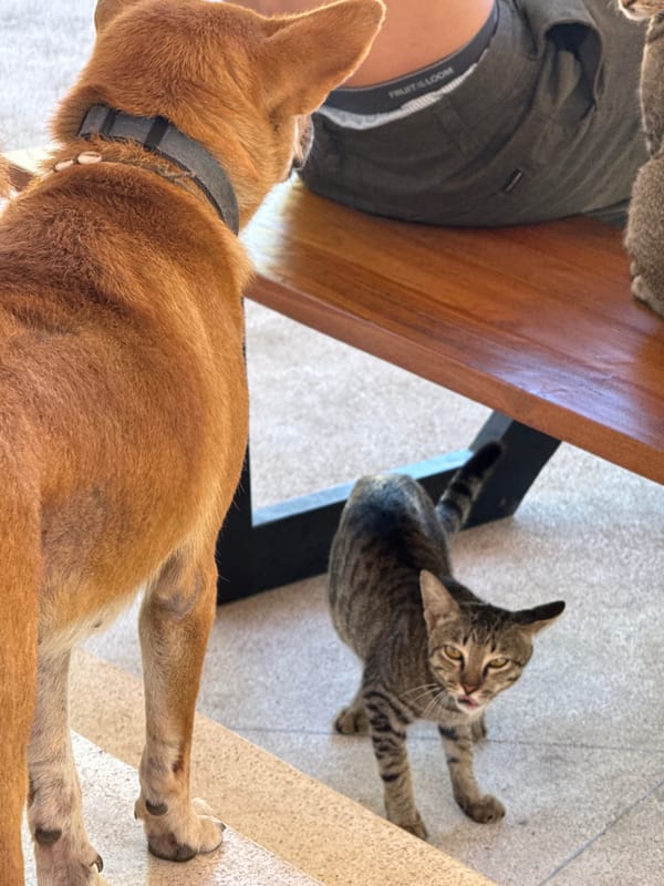Person and cat share quiet moment in Kuta Selatan home