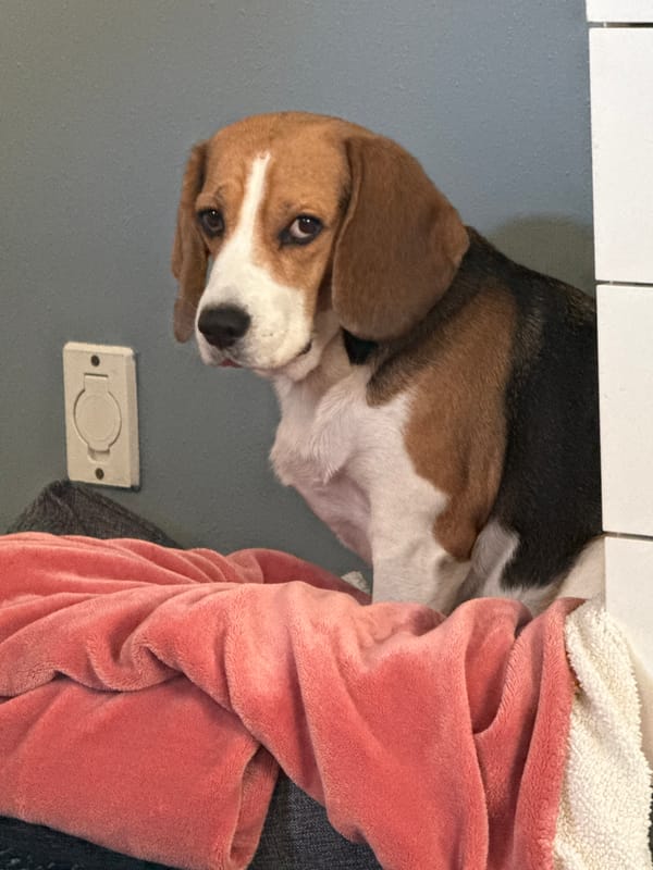 Beagle claims the laundry pile as its own