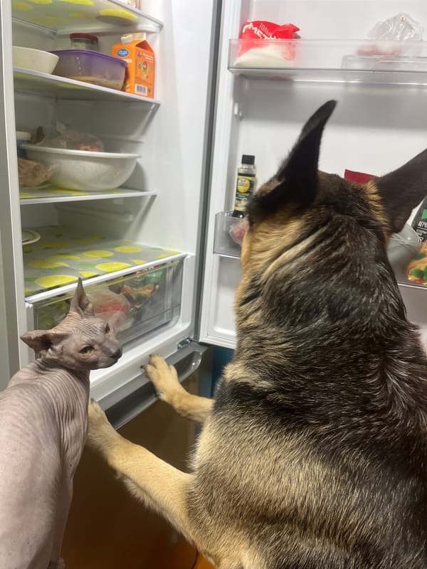 German Shepherds and a Sphynx cat at home in Nizhny Tagil
