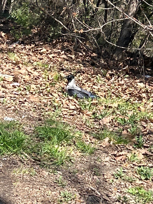 Plastic litter documented in Varna woodland area