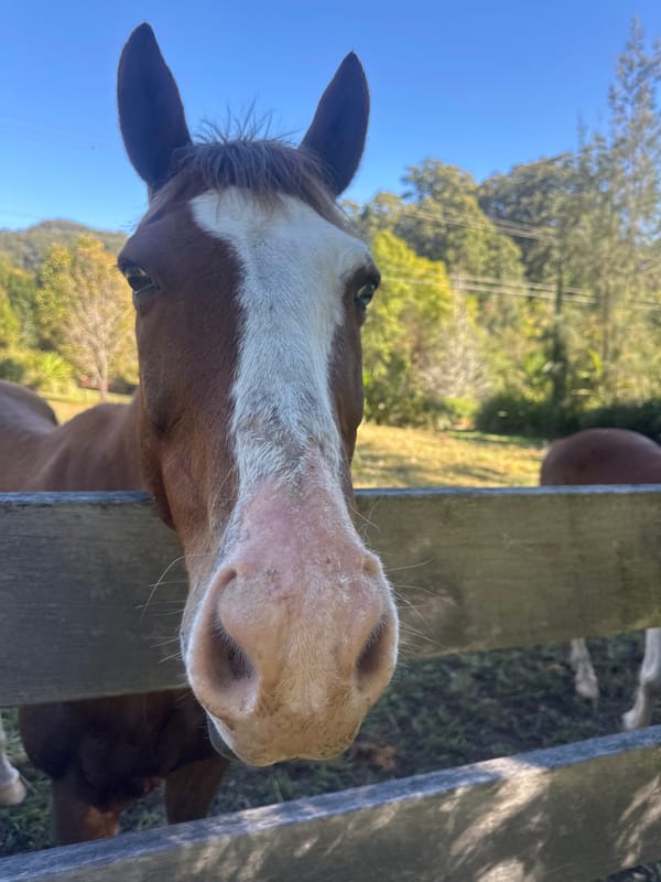Afternoon at a Thora farm: horses, dogs, and country roads.