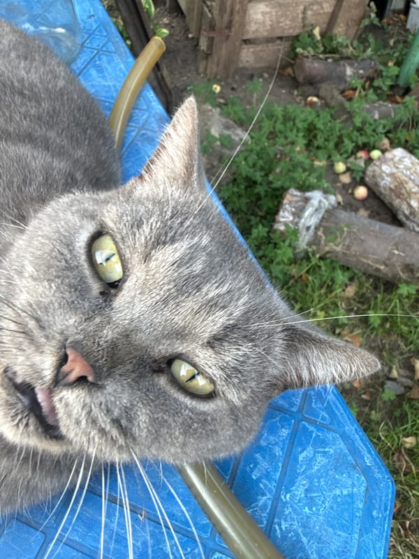 Cat and dog hanging out in a Chaikovsky backyard