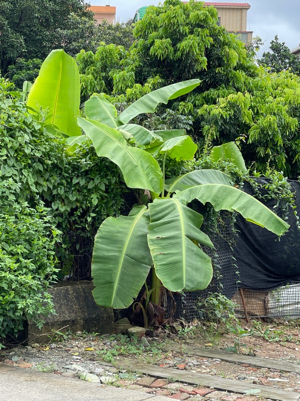 Semi-rural Panyu District: banana trees, chickens, and quiet streets