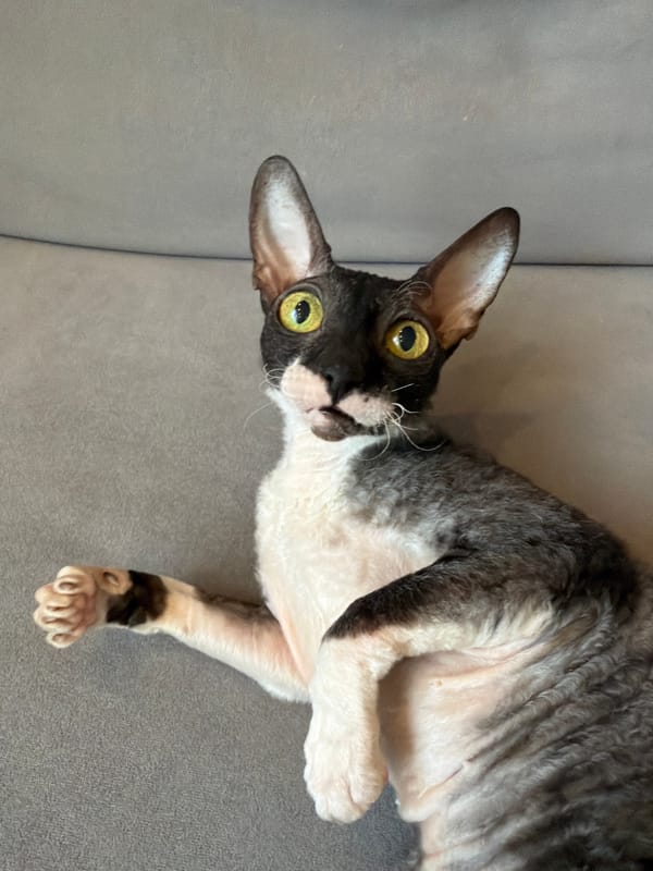 Cornish Rex cats lounging near a mythological silver statue