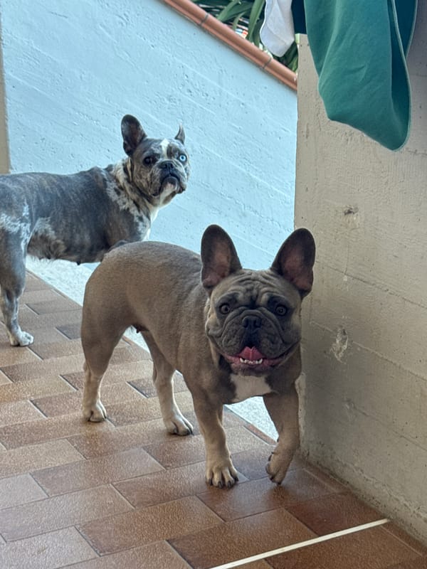 French Bulldogs on a patio, one dressed in pineapple print
