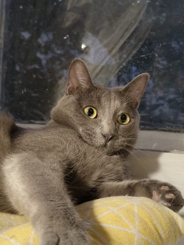Cats being cats: 18 close-up moments of feline leisure