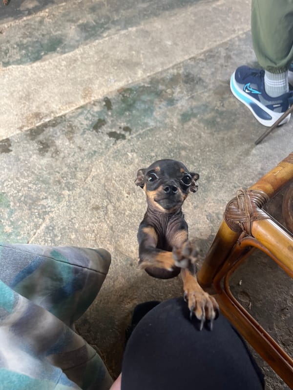 Home life with a pack of small dogs in Juan Griego