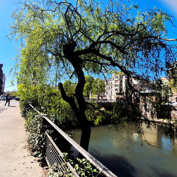 Woman walks waterfront path amid spring trees in Strasbourg