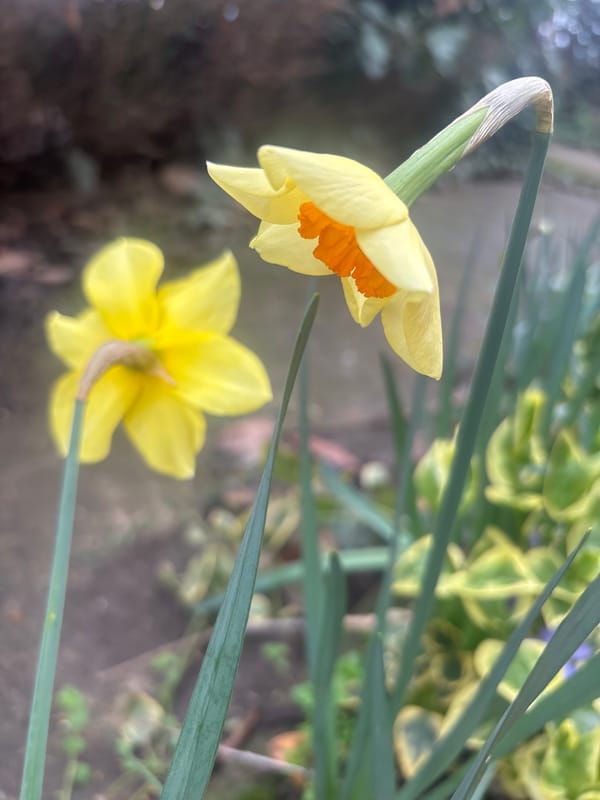 Spring daffodils bloom in Bulgarian garden