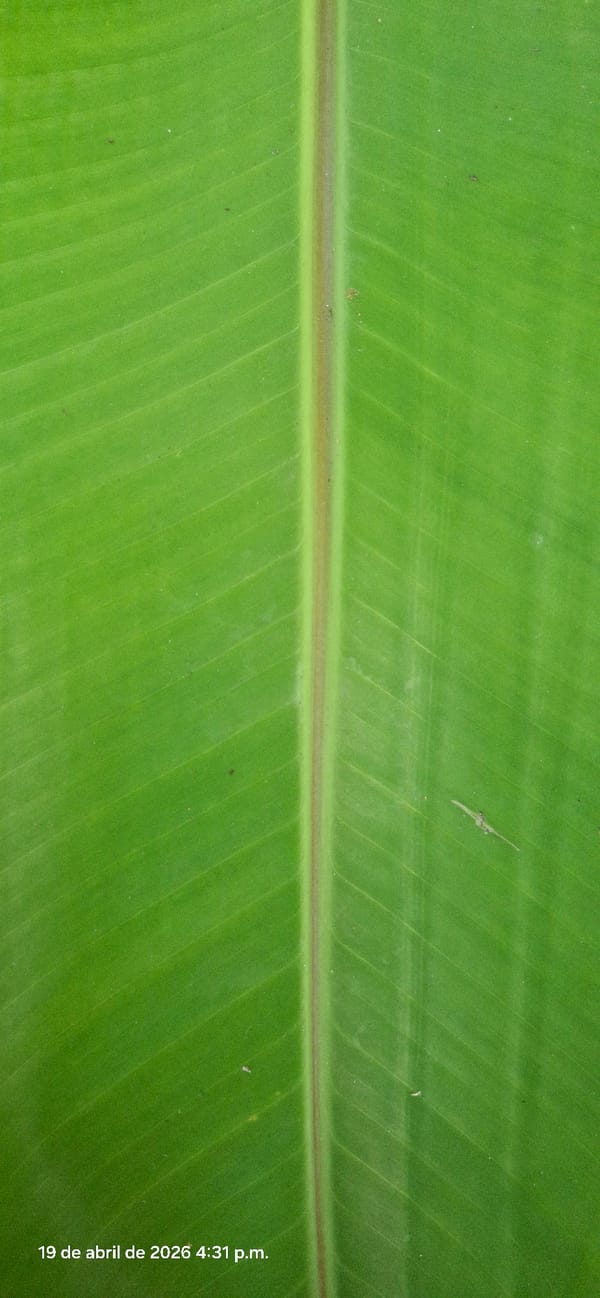 Tropical flora documented in Vallecito Venezuela afternoon botanical survey