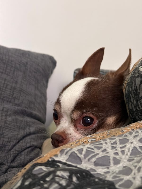 Chihuahua naps and relaxes at home in Moscow