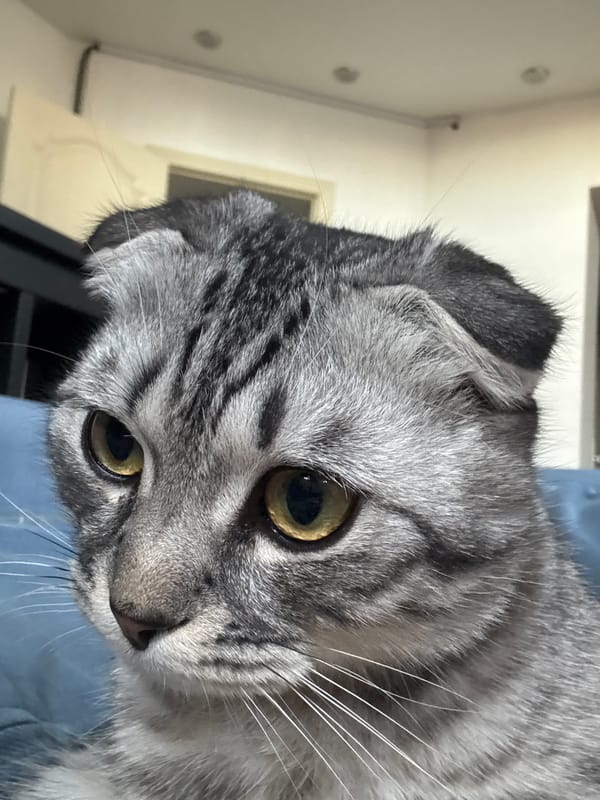 Scottish Fold cat photographed multiple times in Perm home