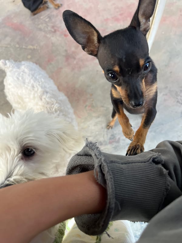 Dogs relaxing in a Juan Griego backyard at dusk