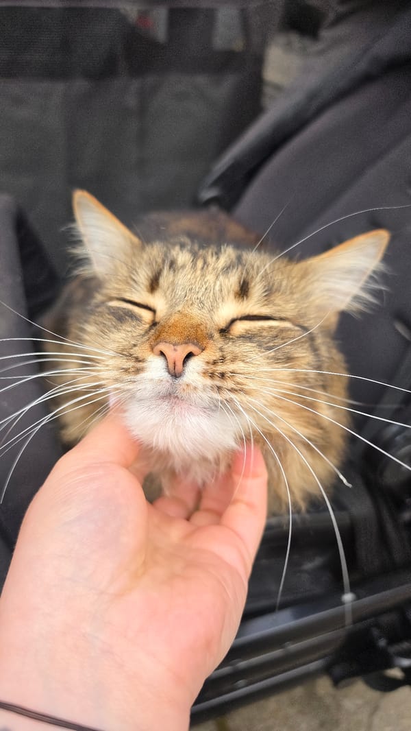 Tabby cat spotted, photographed in London neighborhood