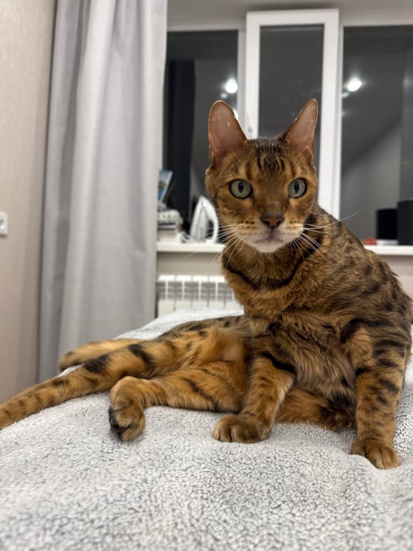 Bengal cat spotted resting on gray bedding indoors