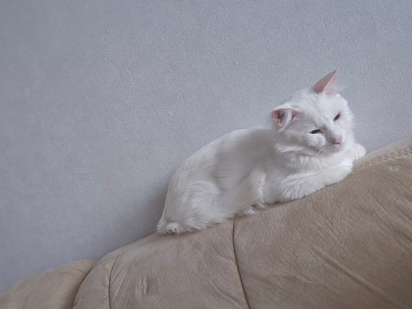 White cat dozing on a couch armrest in Sofia