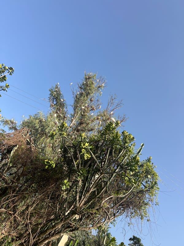 White birds roost in tree canopies in Fobur, Nigeria