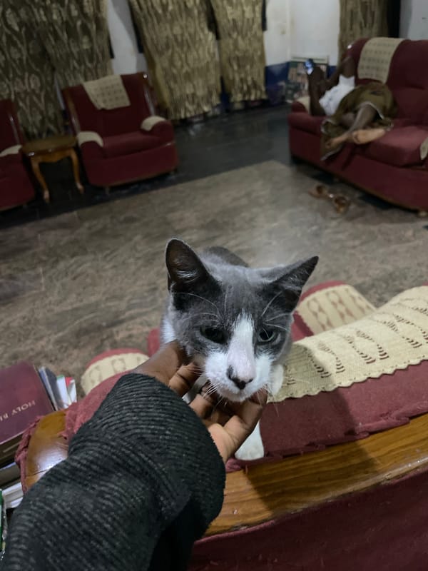 Gray cat petted, moves around cushions in Nigerian home