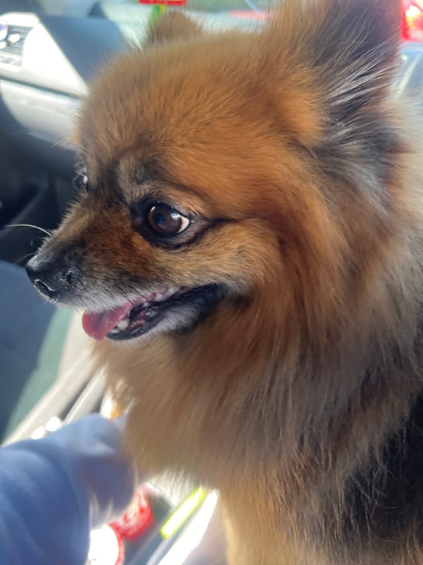 Playful Pomeranian photographed upside-down in Bristol